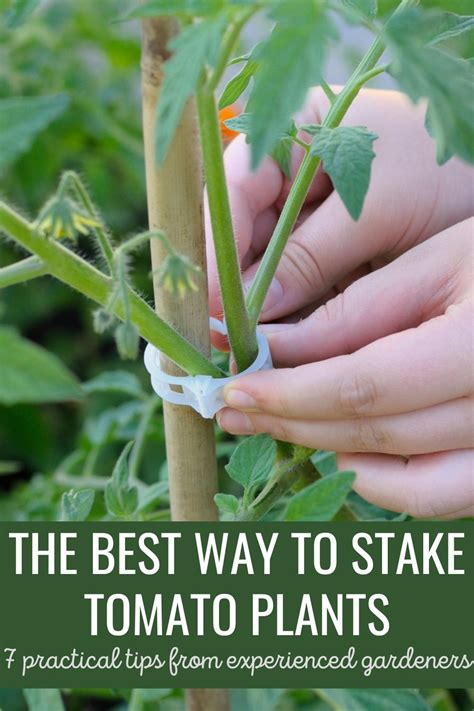 The Best Way To Stake Tomato Plants: 7 Practical .